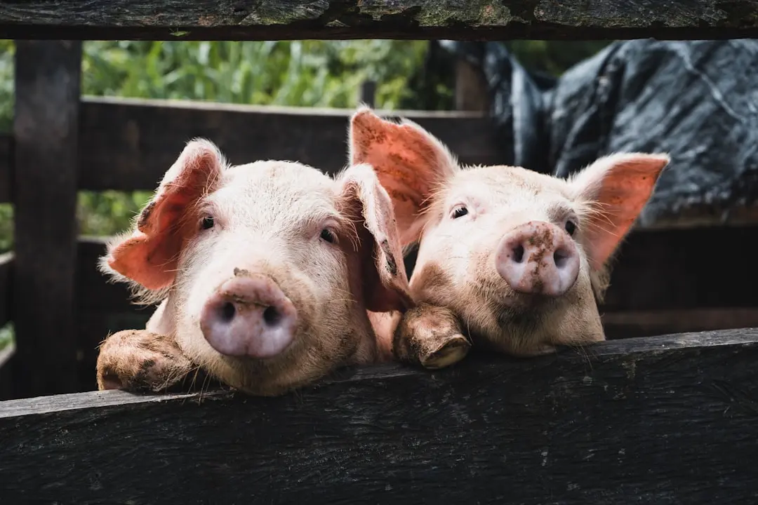 A Piglet’s Unconventional Introduction to Farm Life