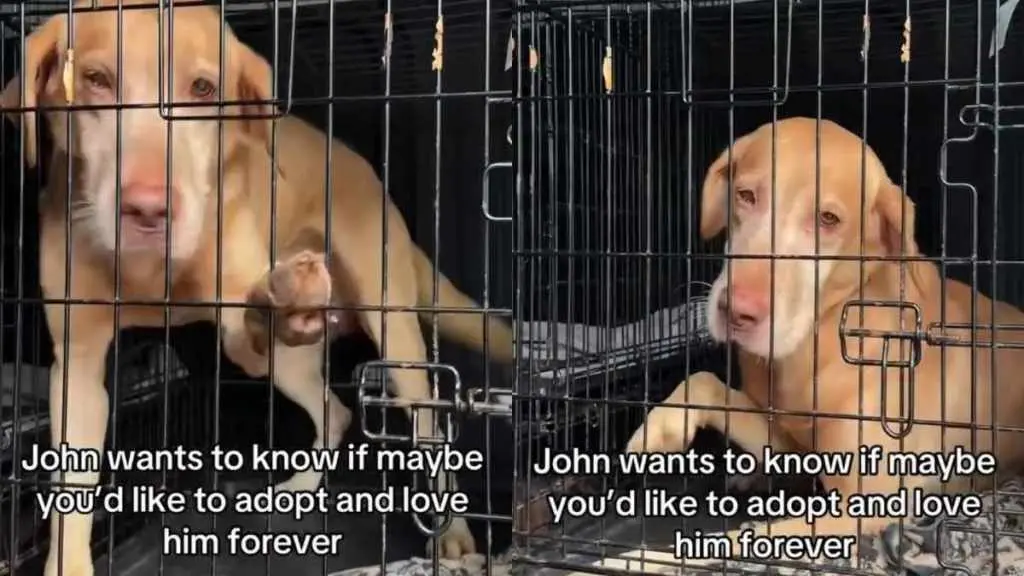 Shelter Dog's Plea for a Forever Home Goes Viral