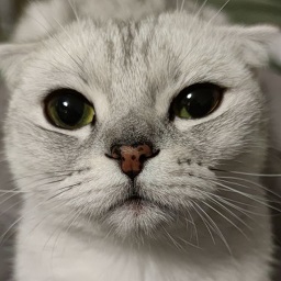 BusyaCat