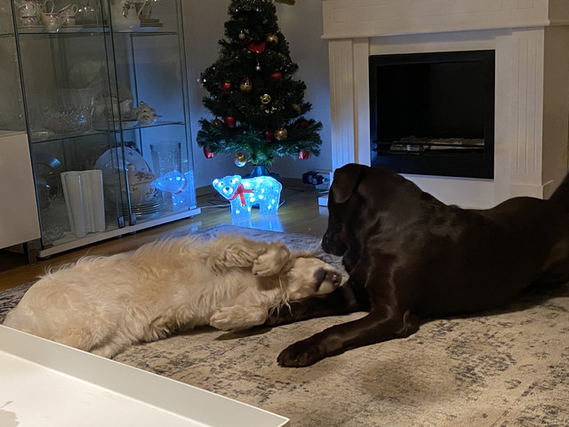 2-DB65-E6-B-B41-D-44-E1-8078-C0793550148