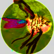 angeli3