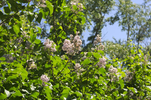 DSC3875.jpg