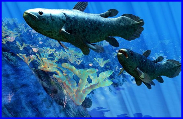 Coelacanth