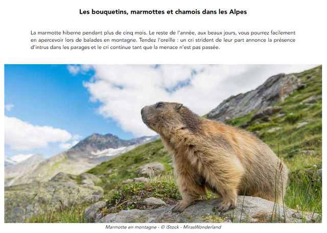 bouquetin
