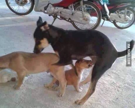 perro-de-bubalon.jpg