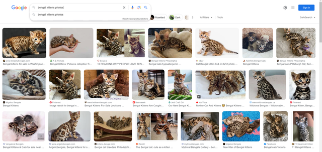 Bengal-kittens-photos