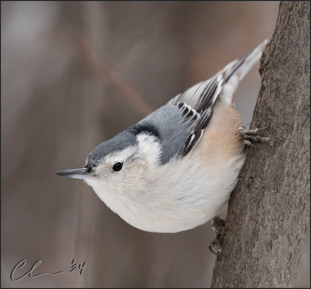 0-fb-wb-nuthatch-CAS03369