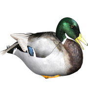 duck-zpseafeycxj