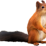 Squirrel