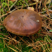 DSC05546