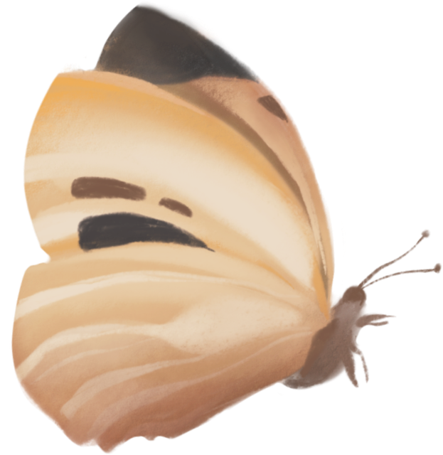 butterfly