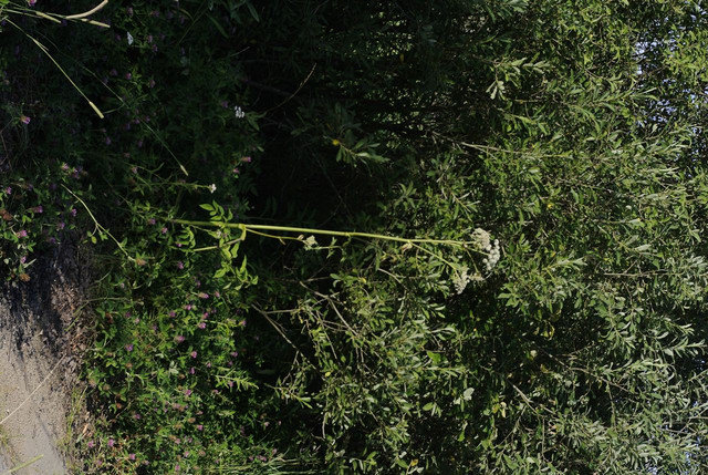 DSC5311-result.jpg