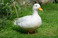 Duck.jpg