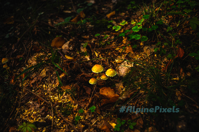 20231011-Alpine-Pixels-76.jpg