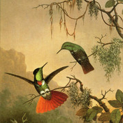 Two-Hooded-Visorbearer-Hummingbirds