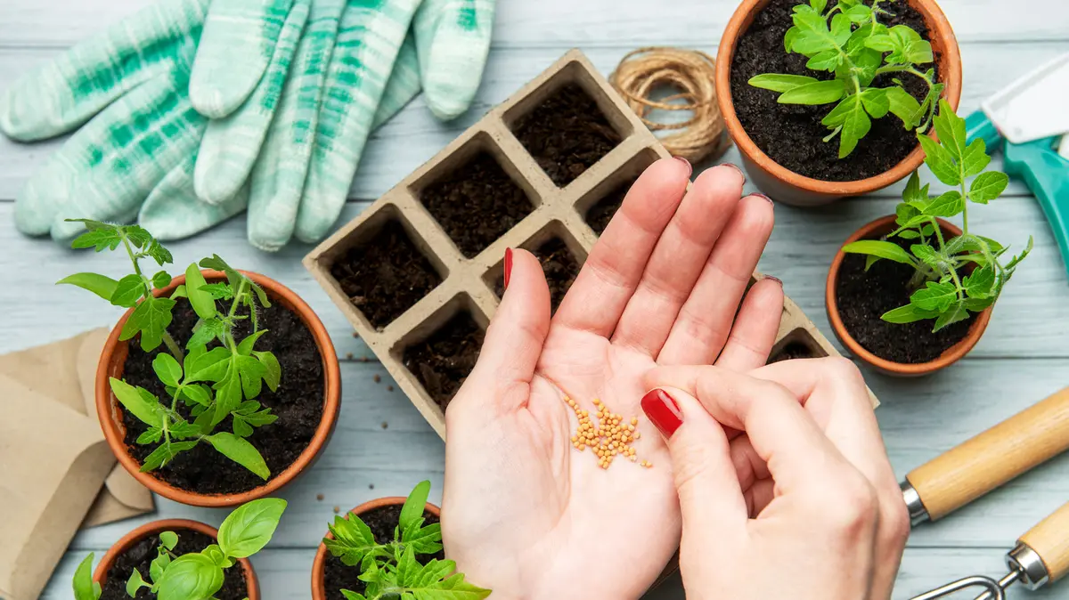 Cultivați propriile plante italiene pentru un gust autentic