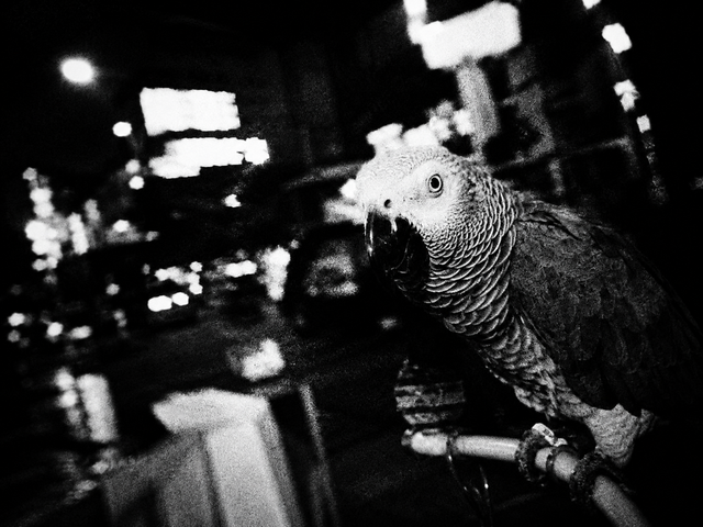 daido parrot