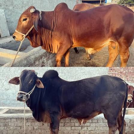 Bulk livestock supply