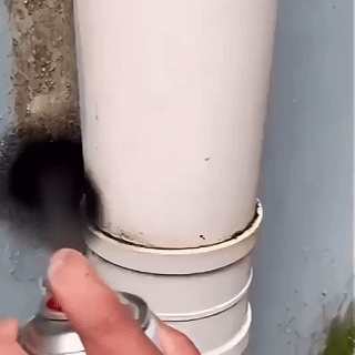 GIF1