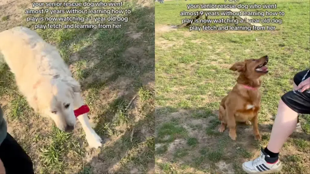 Old Dog Learns a New Trick After Nine Years