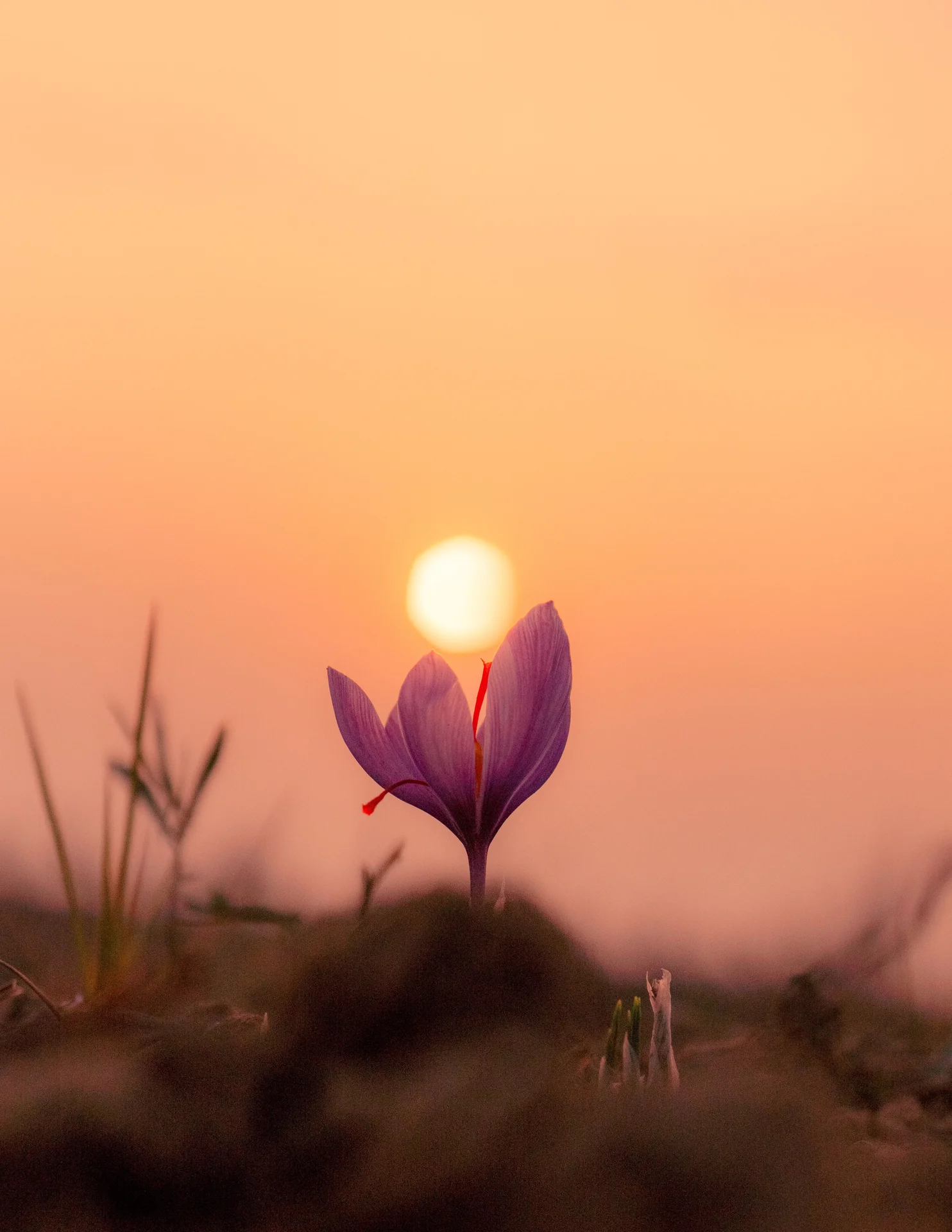 High quality Flower Wallpaper wallpaper by Farhaan Mushtaq  Parimoo from Pexels