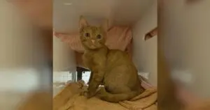 Fettuccine’s Coat Sparks a Color Debate at a Los Angeles Rescue