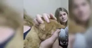 Family's Beloved Cat Miraculously Survives Apartment Fire
