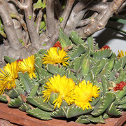 IMG-2865