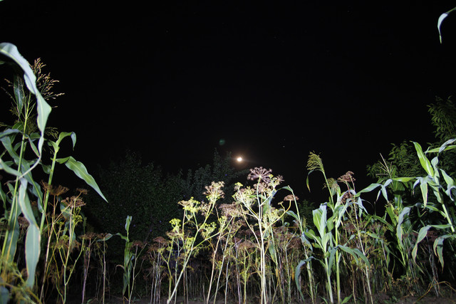 100c010086m