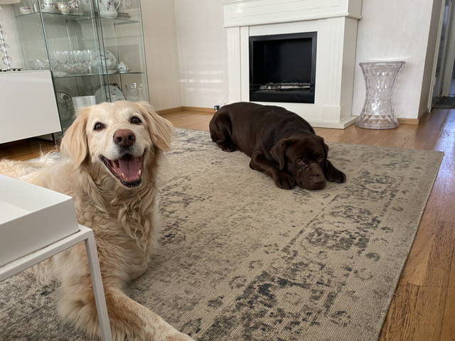 6-E199779-8-C6-B-41-A3-8-F16-E8-DF54-B91