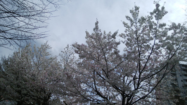DSC-0010.jpg