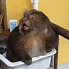 32.gif