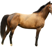 horse-PNG2520-result