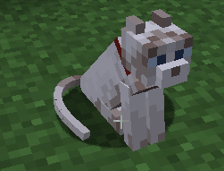 A sitting cat
