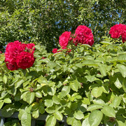 IMG-1345
