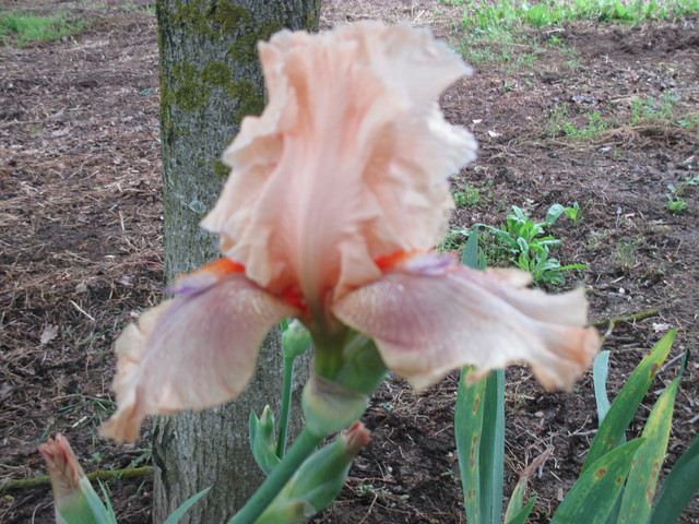 IMG 2637.jpg