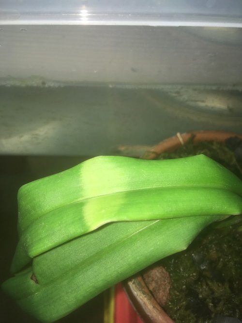 leafband.jpg