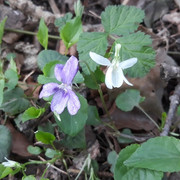 103a-Violet-And-White