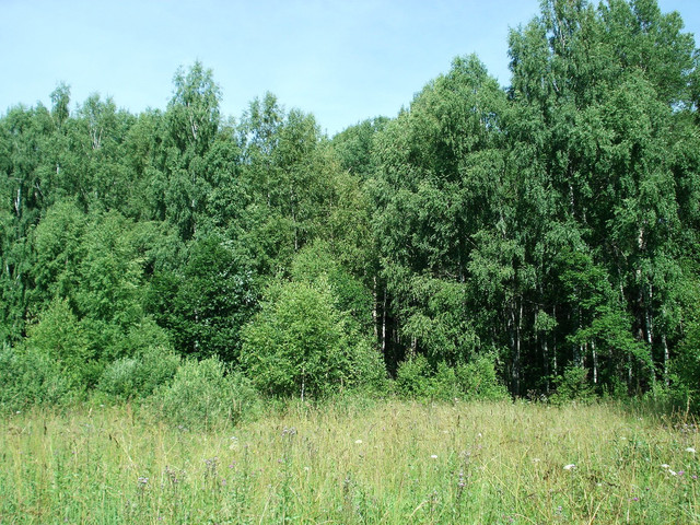 IPB Image