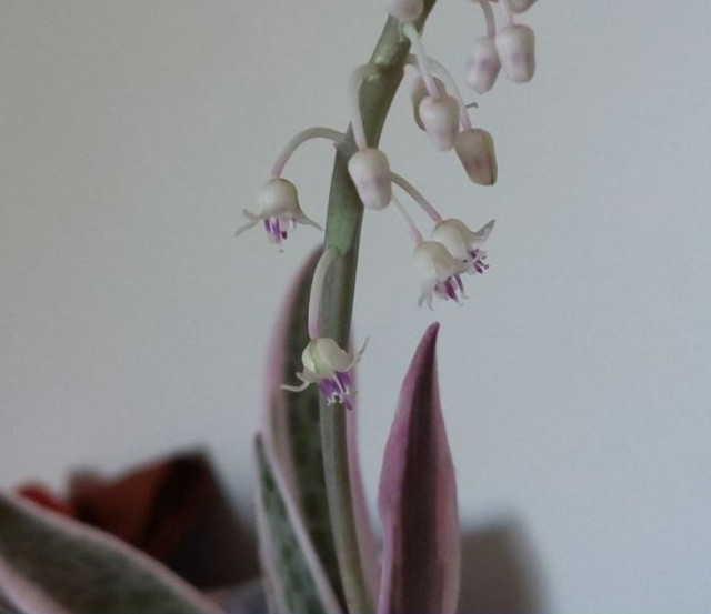 scilla