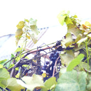 DSC7025