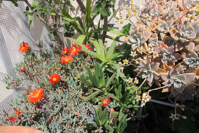 IMG-7562