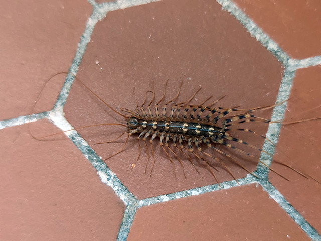https://i.ibb.co/K7CjDKF/insecte01.jpg