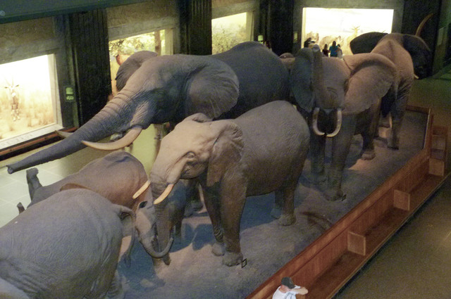 African Elephant.jpg