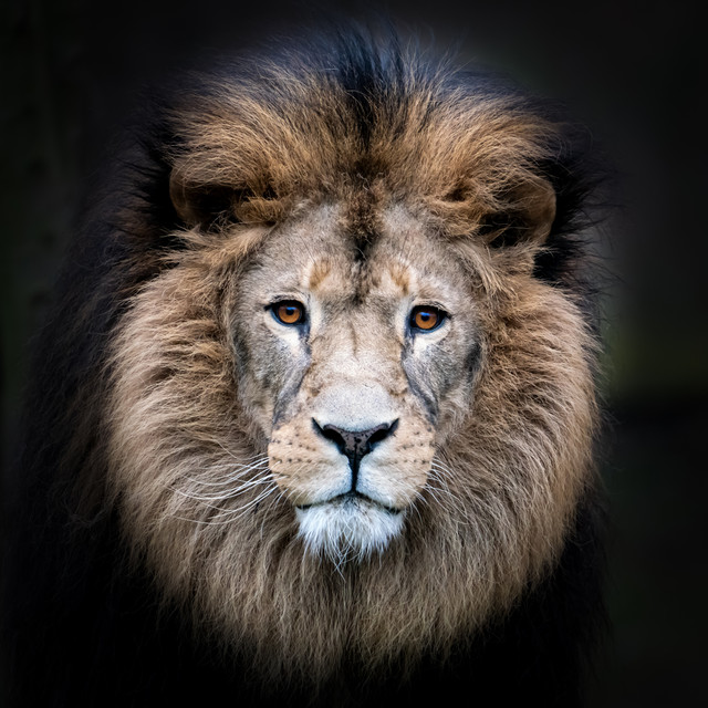 Lion01.jpg