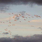 IMG-2334