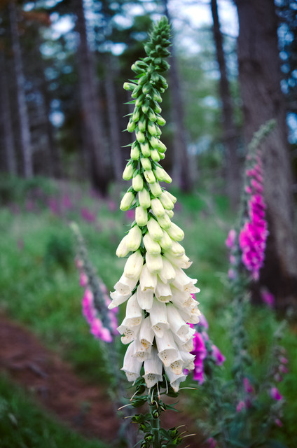 DSCF6590.jpg