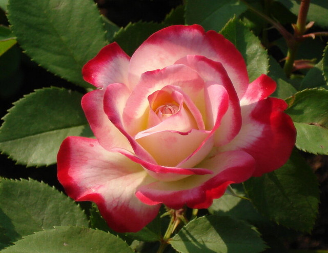 2012-004-edorig