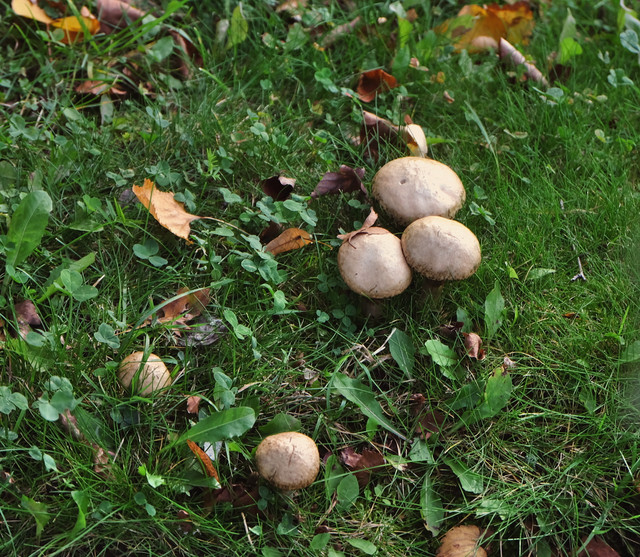 DSCF2291.jpg