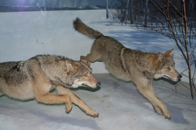 Gray Wolf.jpg